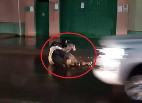 Polis Bakıda insanlara hücum edən dananı güllələdi – VİDEO