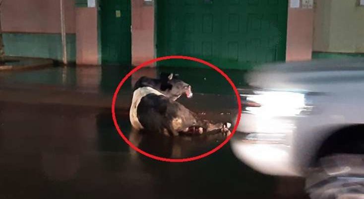 Polis Bakıda insanlara hücum edən dananı güllələdi – VİDEO Polis Bakıda insanlara hücum edən dananı güllələdi – VİDEO
