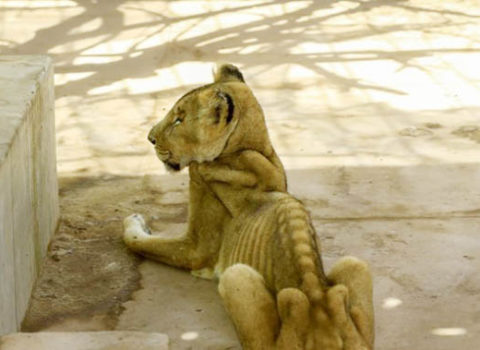 Zooparkdan paylaşılan şəkillər hamını heyrətə gətirdi – FOTOLAR