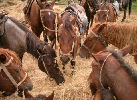 Fermerlər mal-qara və atlarını izləmək üçün peyklərdən istifadə edir – Bizdə hələ yoxdur