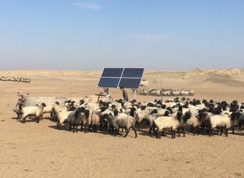 Türkmənistanın Qaraqum səhrasında günəş panelləri quraşdırıldı – FOTO