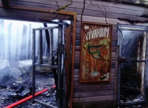 Fransada zooparkda yanğın – 60 heyvan öldü