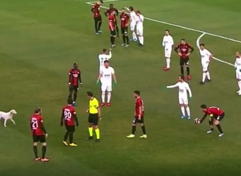 Türkiyə çempionatında it meydana girərək oyunu dayandırdı – VİDEO