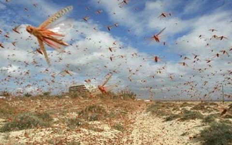Uqanda çəyirtkə hücumuna məruz qaldı