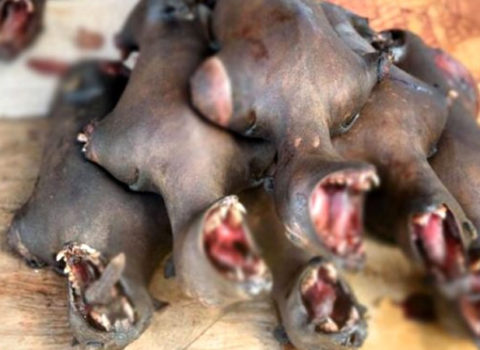 Bu dəfə Çin deyil: vəhşi heyvanlar diri-diri qaynadılır – Görülməmiş vəhşilik – FOTO
