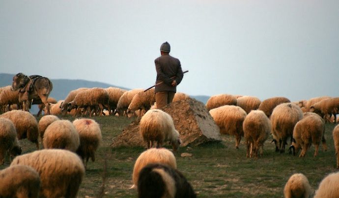 Çoban fermadan 73 baş heyvan oğurladı