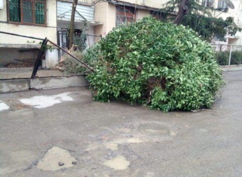 Bakıda güclü külək 6 ağacı kökündən qopardı – FOTO