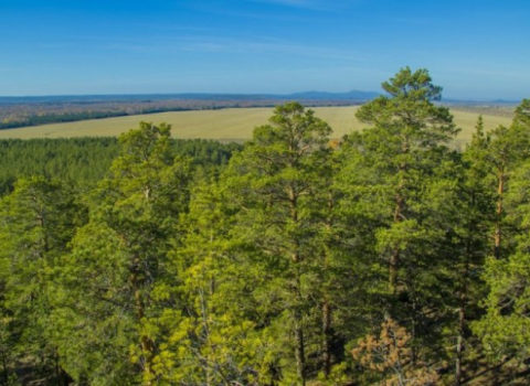 Laçın dağlarında iki balası ilə gəzən qonur ayı – FOTO
