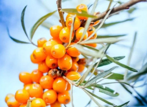 Çingiz xan və Yuri Qaqarinin sevimli meyvəsi – YABANI İYDƏNİN FAYDALARI