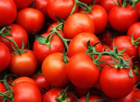 Daha 15 müəssisə Rusiyaya pomidor ixrac edəcək