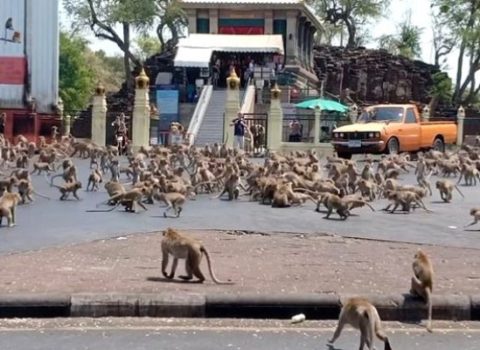 Meymunlar koronavirusa görə küçələrə çıxdılar – FOTO