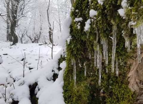 Qəbələyə 15 sm qar yağdı – FOTO