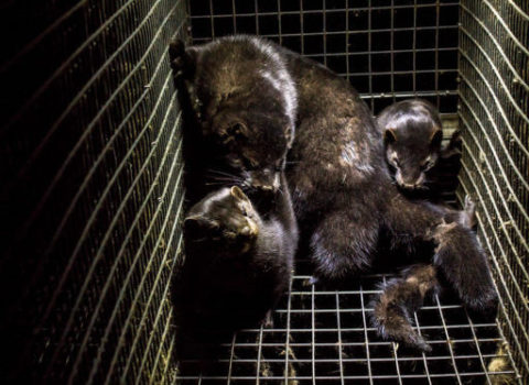 Koronavirus heyvanlar arasında da yayılır – FOTO