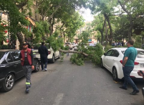Bakıda güclü külək ağacı qıraraq avtomobillərin üzərinə salıb