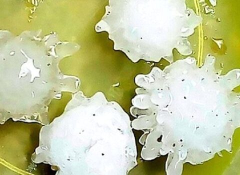 İnsanlar şokda: Koronavirus formasında dolu yağdı – FOTO