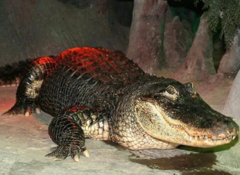 Moskva zooparkında 84 yaşlı alliqator öldü
