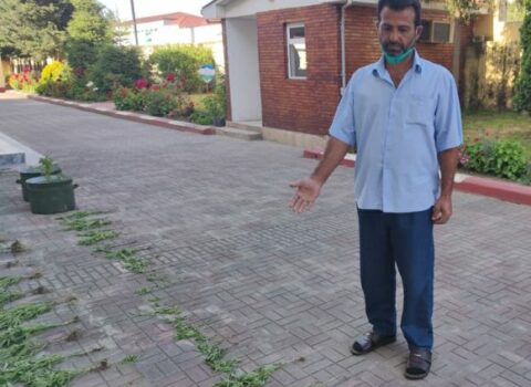 Həyətində çətənə yetişdirən şəxs tutuldu – FOTO