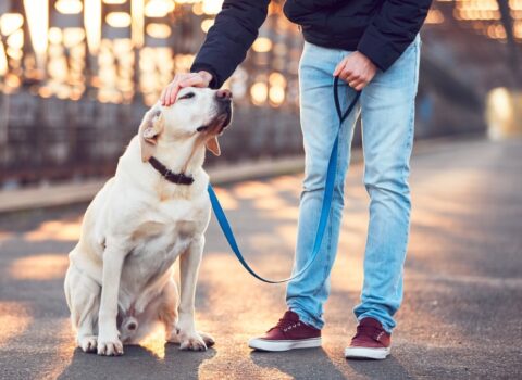 Sərt karantin günlərində itləri bu şərtlə gəzdirmək olar – RƏSMİ AÇIQLAMA