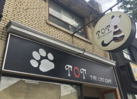 Bu ölkədə pişiklər üçün kafe açıldı