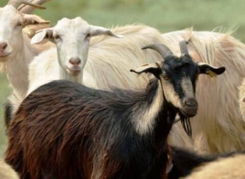 İspaniyada meşə yanğınlarına qarşı keçilərdən istifadə ediləcək
