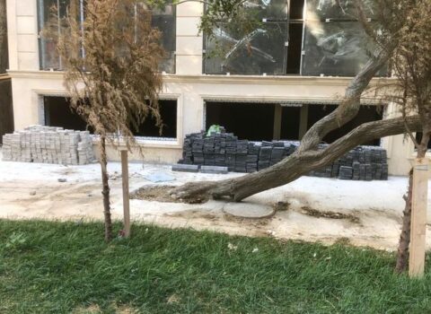 Bakıda ağacın dibi betondan təmizləndi – FOTO