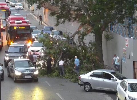 Bakıda güclü külək ağacı aşırdı, yolda tıxac yarandı – FOTO