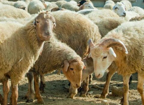 Qurban bayramı ilə bağlı AÇIQLAMA