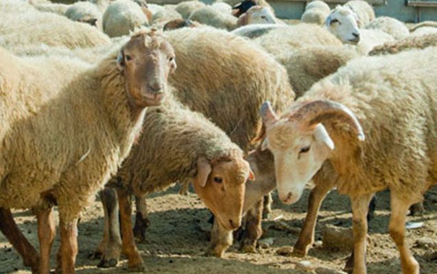 Qurban bayramı ilə bağlı AÇIQLAMA Qurban bayramı ilə bağlı AÇIQLAMA