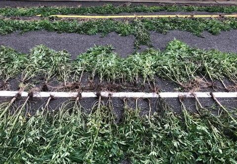 Meşədə narkotik plantasiyası salan şəxslər saxlanıldı – FOTOLAR