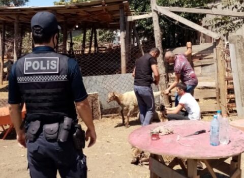 Polis qurbanlıq heyvanların satış yerlərində reyd keçirdi – FOTOLAR