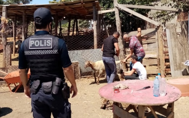 Polis qurbanlıq heyvanların satış yerlərində reyd keçirdi – FOTOLAR Polis qurbanlıq heyvanların satış yerlərində reyd keçirdi – FOTOLAR