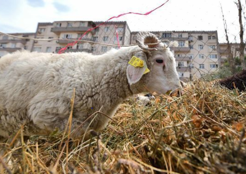 Azərbaycanda qurbanlıq ət neçəyə və harada satılır? – SİYAHI