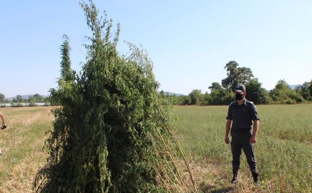 Oğuzda 3 tondan artıq çətənə kolu yandırıldı – FOTOLAR Oğuzda 3 tondan artıq çətənə kolu yandırıldı – FOTOLAR