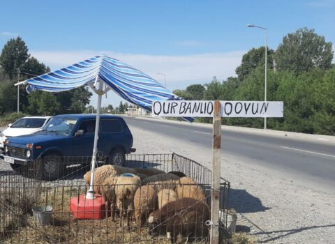 Qanunsuz heyvan satan və kəsən şəxs saxlanıldı – FOTO