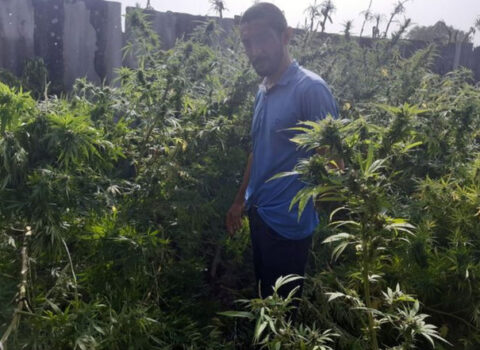 Sabirabad sakinindən marixuana və silah götürüldü
