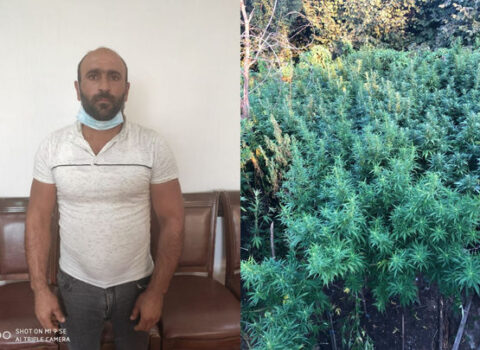 Balakəndə külli miqdarda narkotik dövriyyədən çıxarıldı – FOTOLAR