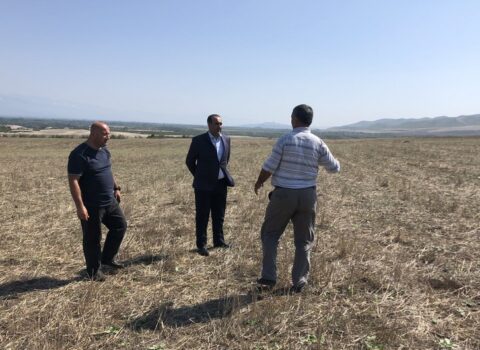 Oğuzda heyvanlar kütləvi zəhərləndi