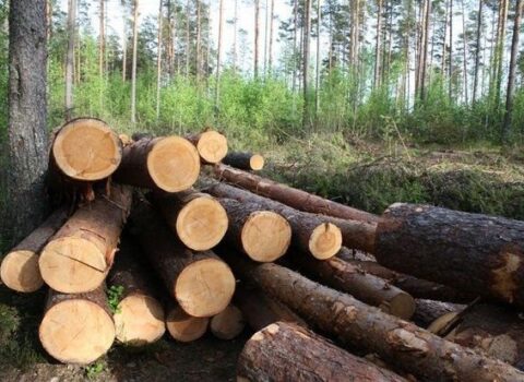 Qanunsuz yolla əldə edilən meşə materialları aşkarlandı