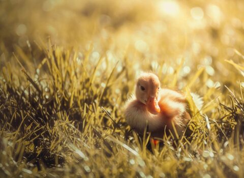 Sabah hava necə olacaq? – PROQNOZ