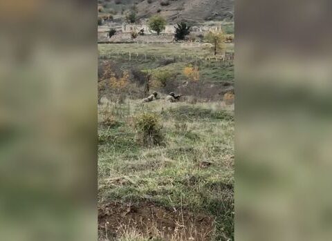 Ağdamı tərk etmək istəməyən erməni əsgərlərinə xəbərdarlıq: “Sizin ölümünüz heç nəyi dəyişməyəcək” – VİDEO