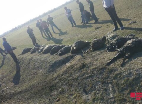 Azərbaycanda 80 baş qoyun suda batdı