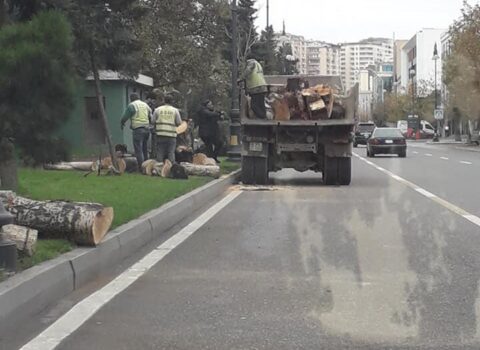 Bakıda budanan irigövdəli ağacların acı taleyi – FOTO