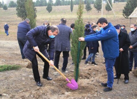 Gəncədə Vətən müharibəsi şəhidlərinin xatirəsinə 2783 ağac əkilib – FOTOLAR
