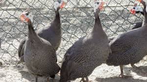 Britaniyada daha 30 min hinduşka məhv edildi