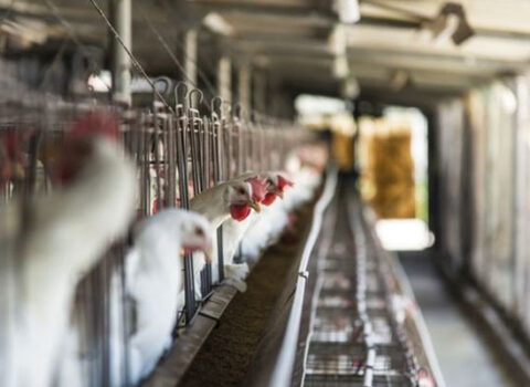 Ukraynada quş qripi TƏHLÜKƏSİ