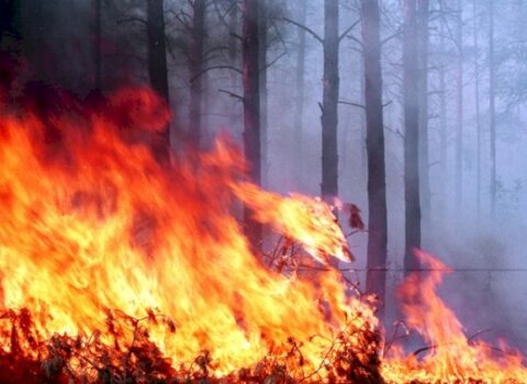 Ermənilərin törətdiyi ekocinayətlərlə bağlı “Greenpeace International” təşkilatına müraciət edildi – FOTO
