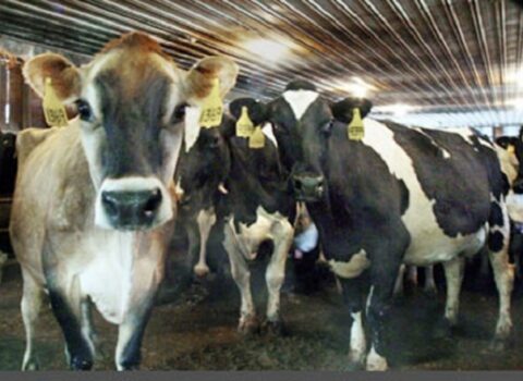 Dövlət agentliyindən yoluxucu heyvan xəstəlikləri ilə bağlı XƏBƏRDARLIQ
