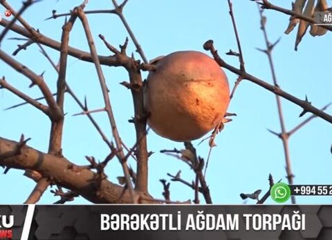 Bərəkətli Ağdam torpağı – VİDEO