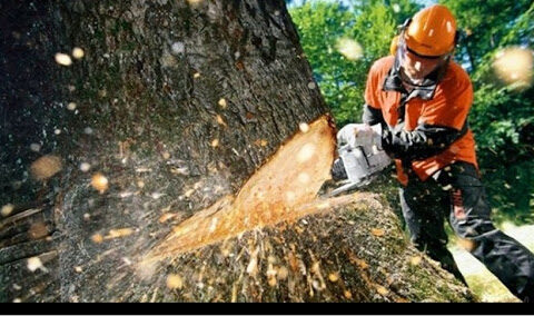 Bakıda ağacları kəsən vəzifəli şəxslərlə bağlı cinayət işi başlanıldı – RƏSMİ