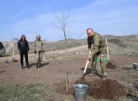 Prezidentlə xanımı Zəngilanda çinar əkdilər – FOTOLAR